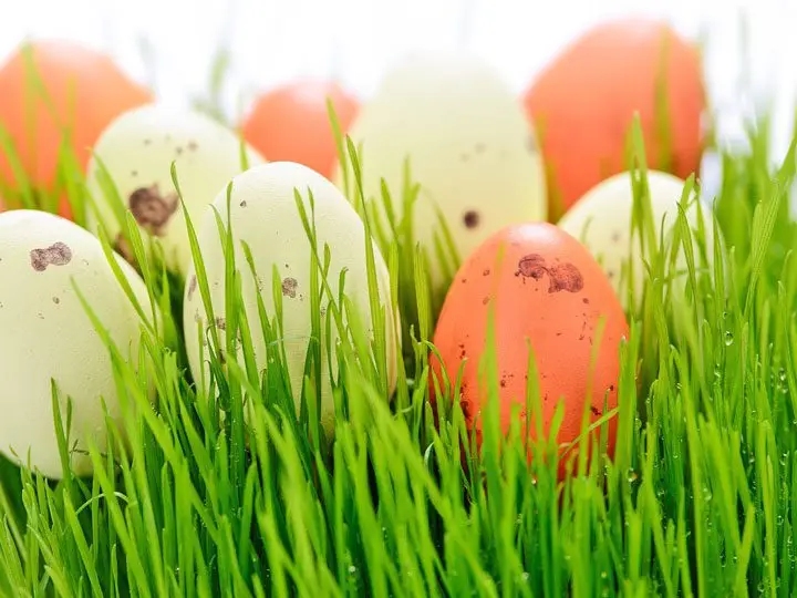 Producción de huevos a partir del consumo de forraje verde hidropónico