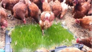 gallinas ponedoras - gallinas ponedoras alimentación - forraje verde hidropónico