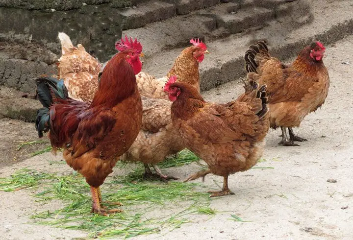 Gallinas y gallo consumiendo forraje verde hidropónico