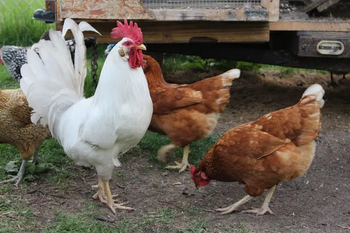 Gallinas y gallo consumiendo forraje