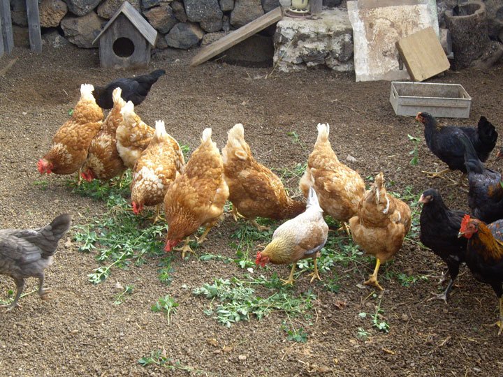 Grupo de gallinas consumiendo forraje verde
