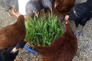 gallinas ponedoras - gallinas ponedoras alimentación - forraje verde hidropónico