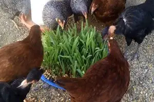Gallinas ponedoras: Forraje verde hidropónico, beneficios
