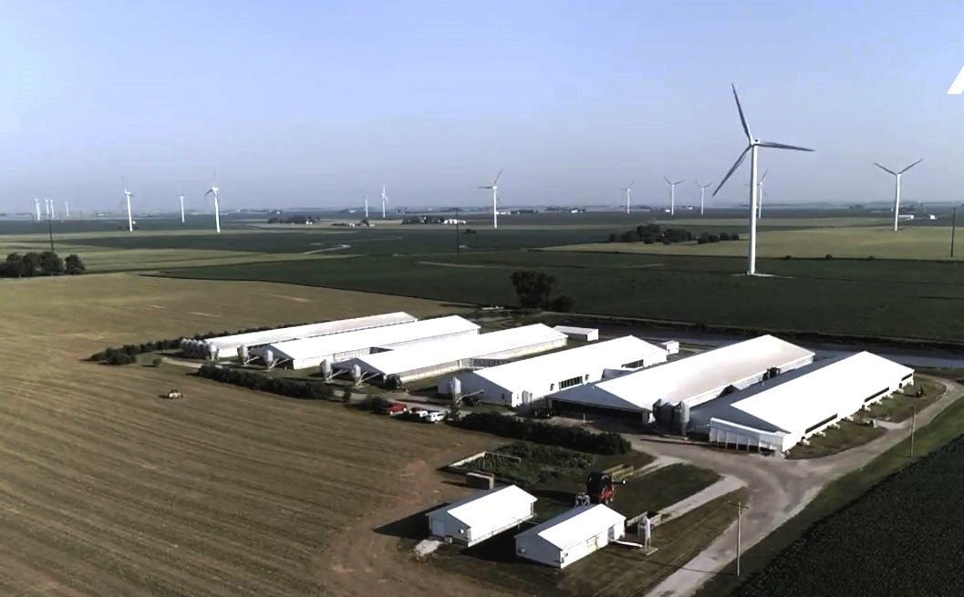 Galpones de producción intensiva de cerdo en ambiente controlado