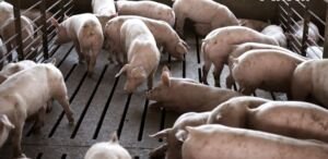 cría de cerdos - secuestrante de micotoxinas para cerdos