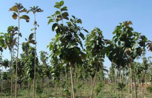 teca - siembra y cultivo de árbol de teca