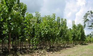 teca - siembra y cultivo de árbol de teca