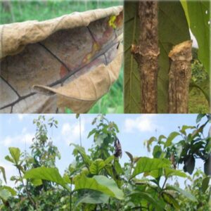 teca - árbol de teca características