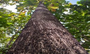 teca - árbol de teca- madera de teca