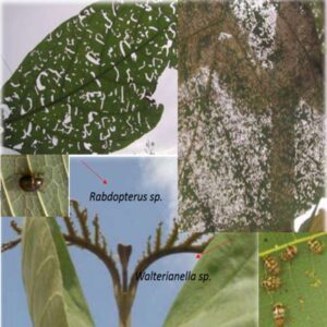 teca - árbol de teca características