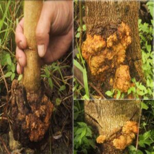 teca - árbol de teca características