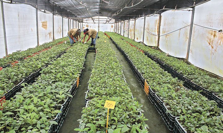 personas evaluando plantas de teca dentro de un invernadero