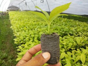teca - siembra y cultivo de árbol de teca