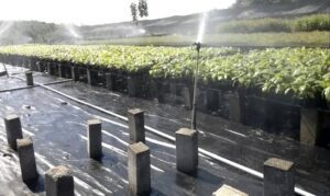 teca - siembra y cultivo de árbol de teca