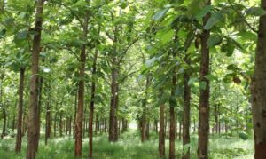 teca - siembra y cultivo de árbol de teca