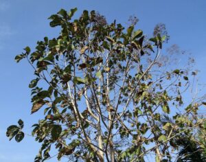 teca - árbol de teca características