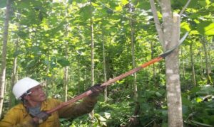 teca - siembra y cultivo de árbol de teca
