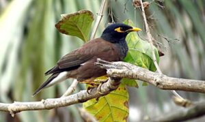teca - árbol de teca características