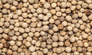 teca - siembra y cultivo de árbol de teca