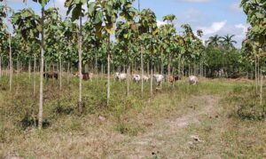 teca - siembra y cultivo de árbol de teca