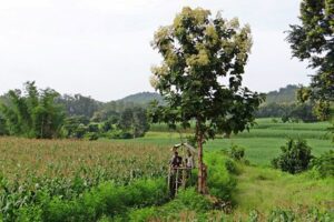 teca - árbol de teca- madera de teca
