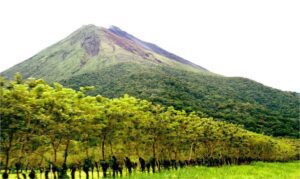 teca - siembra y cultivo de árbol de teca