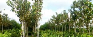 teca - siembra y cultivo de árbol de teca