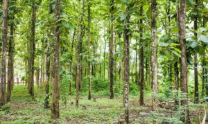 teca - siembra y cultivo de árbol de teca