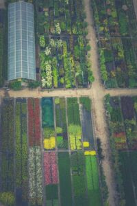 invernadero de plantas - agricultura protegida