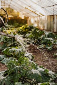 invernadero de plantas - agricultura protegida
