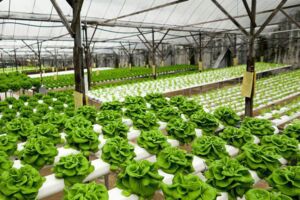 invernadero de plantas - agricultura protegida - cultivo hidropónico de lechuga