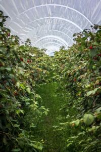 invernadero de plantas - agricultura protegida - cultivo de tomate