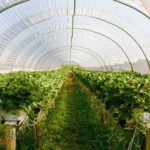 invernadero de plantas - agricultura protegida