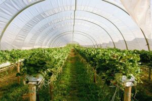 invernadero de plantas - agricultura protegida