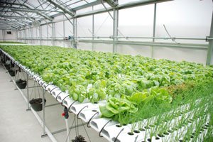 invernadero de plantas - agricultura protegida - cultivo hidropónico de lechuga