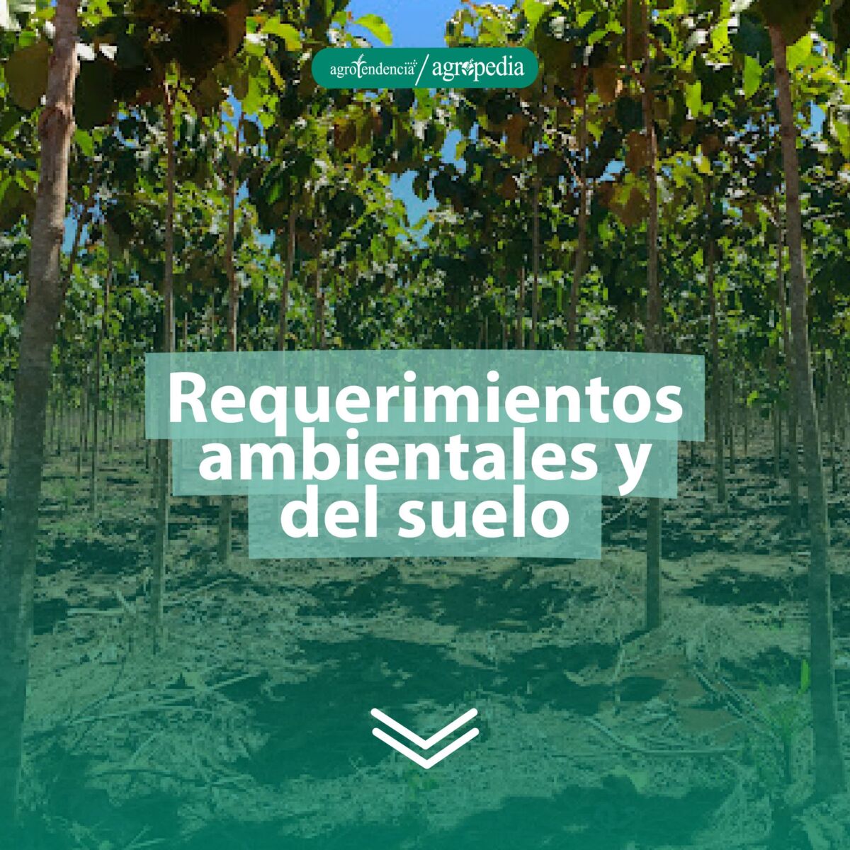 hilera de plantas jóvenes de teca