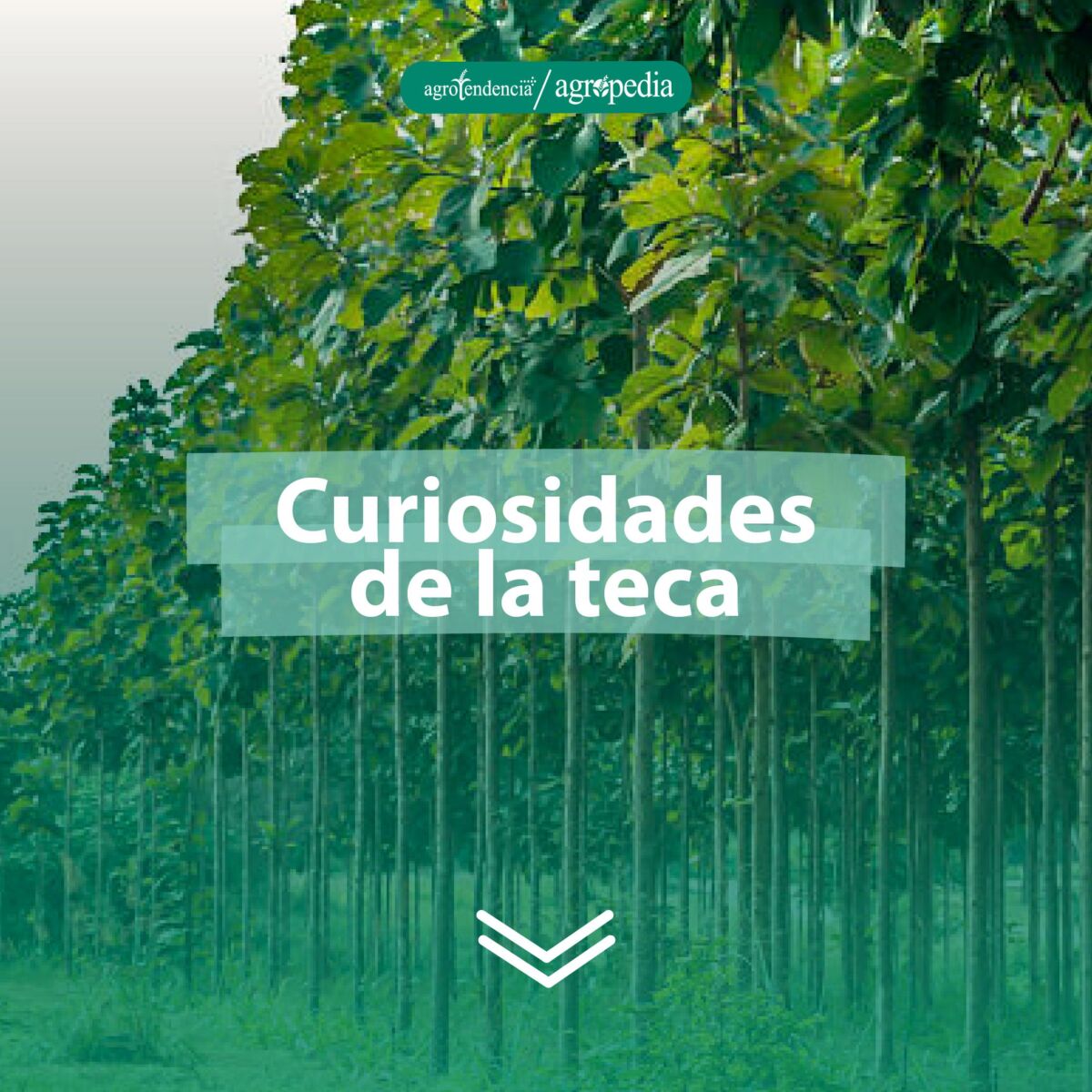 plantación de arboles de teca