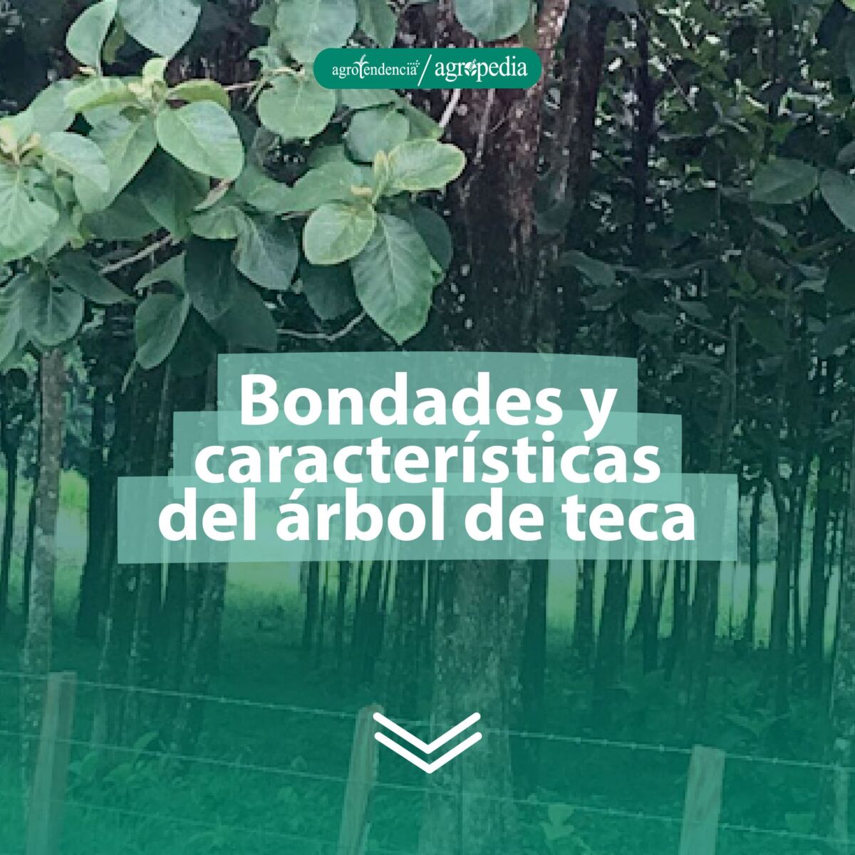 un árbol de teca