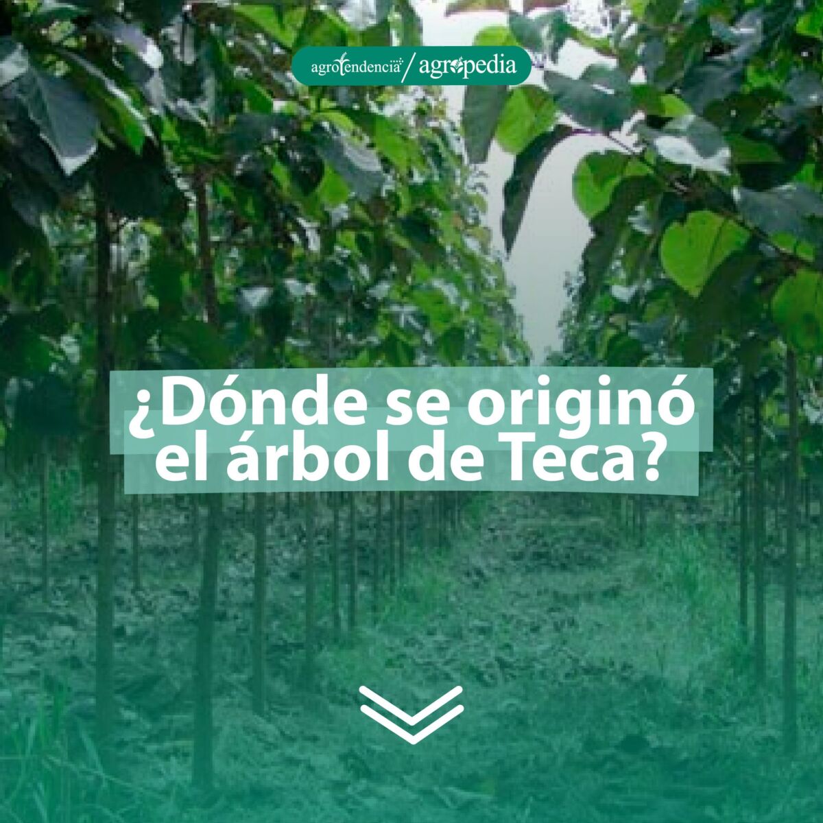 hileras de teca