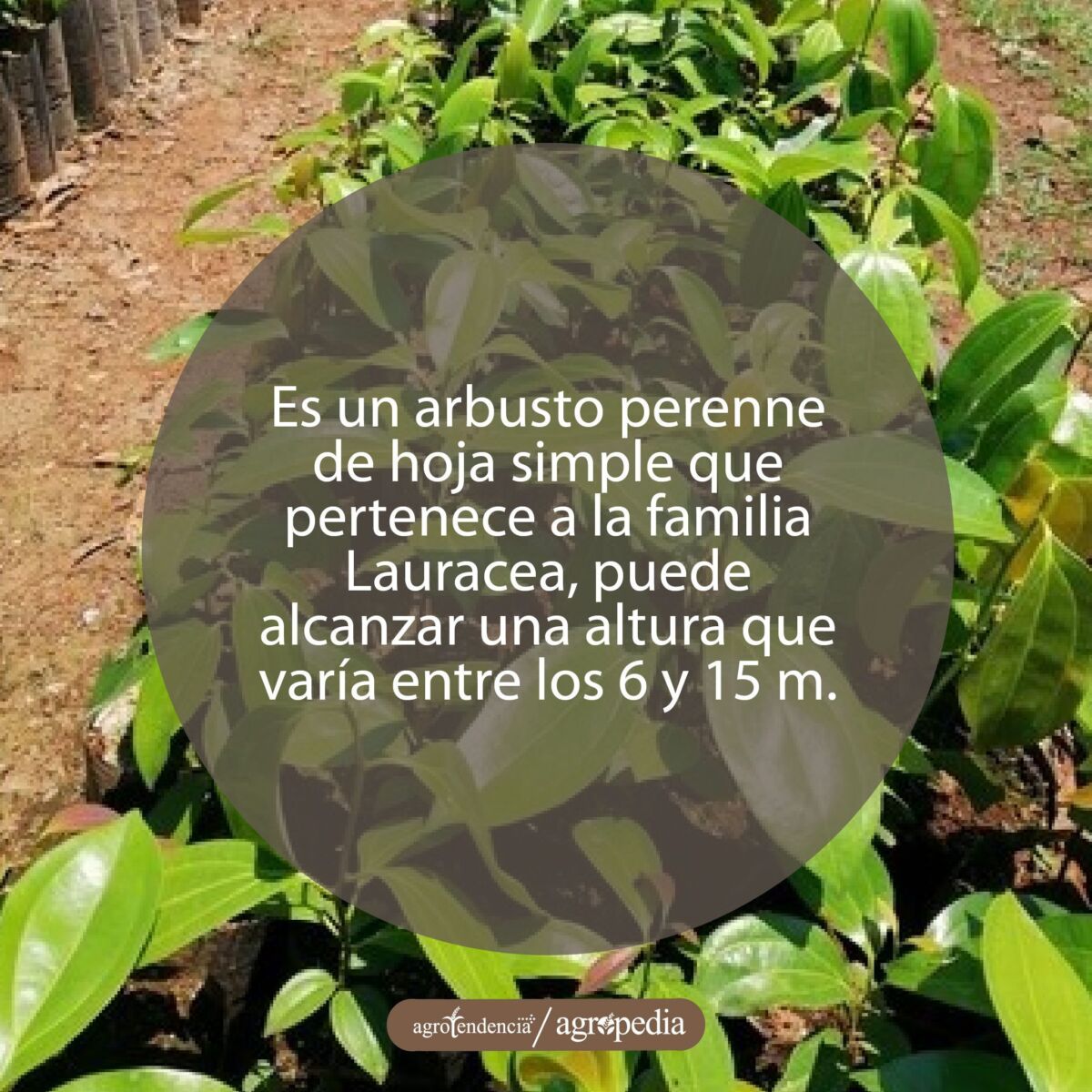 plantas de canela en vivero
