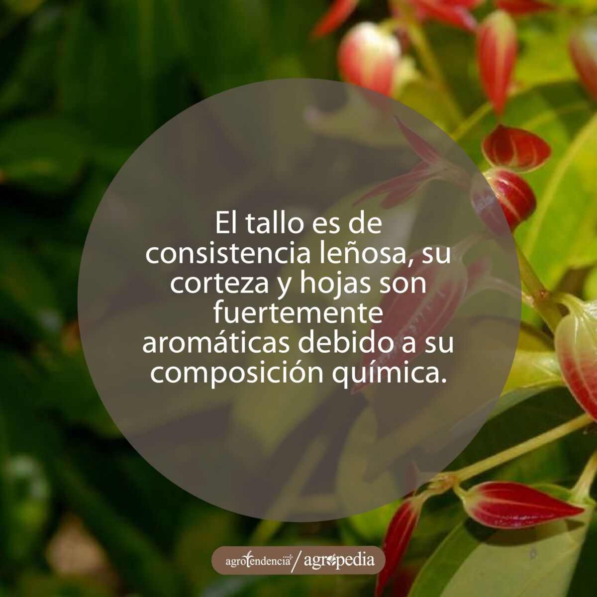 hojas jovenes de canela