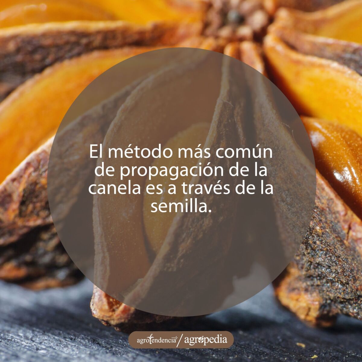 semillas de la canela