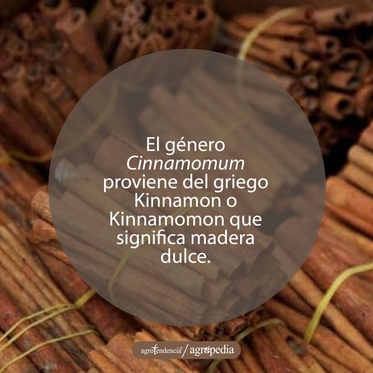 canela acumulada