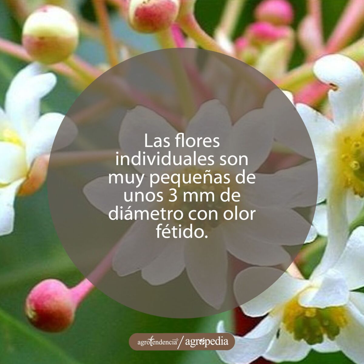 flores de la planta de canela