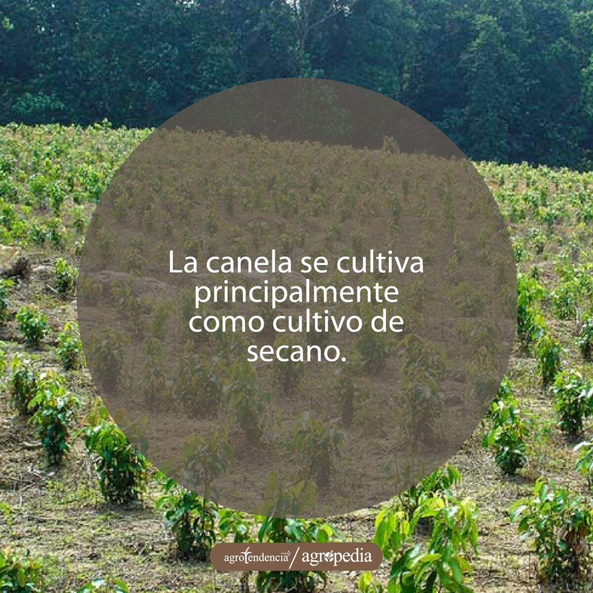 cultivo de canela