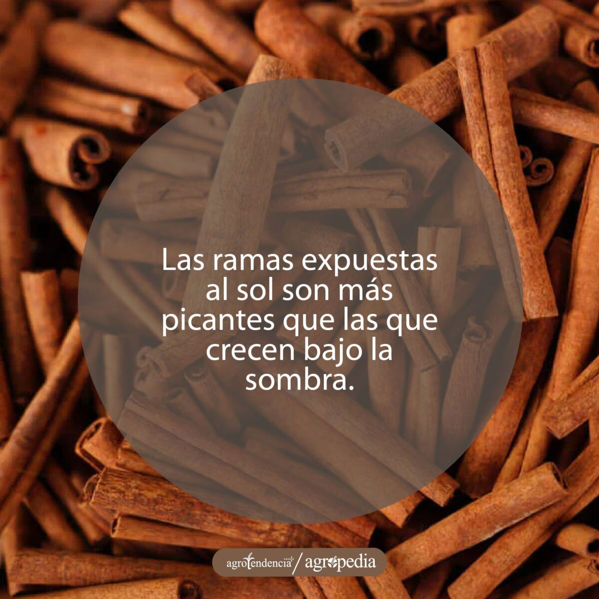 corteza de canela a granel
