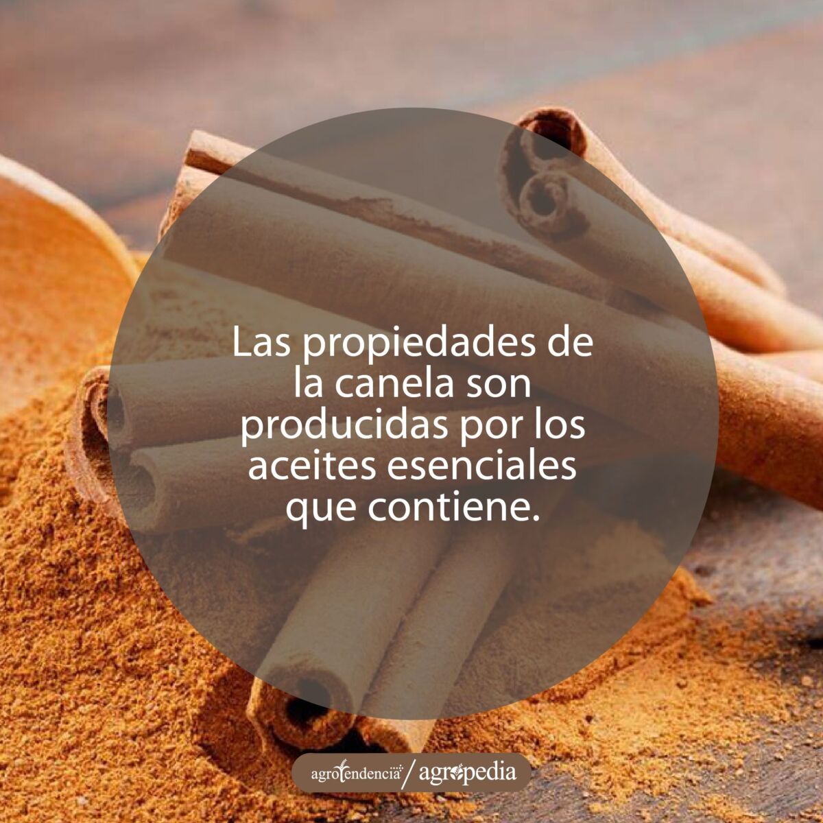 canela en corteza y en polvo