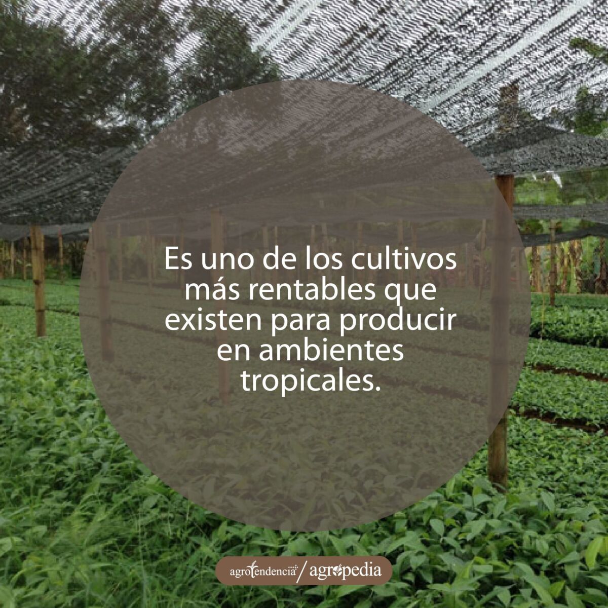 plantas de canela en vivero
