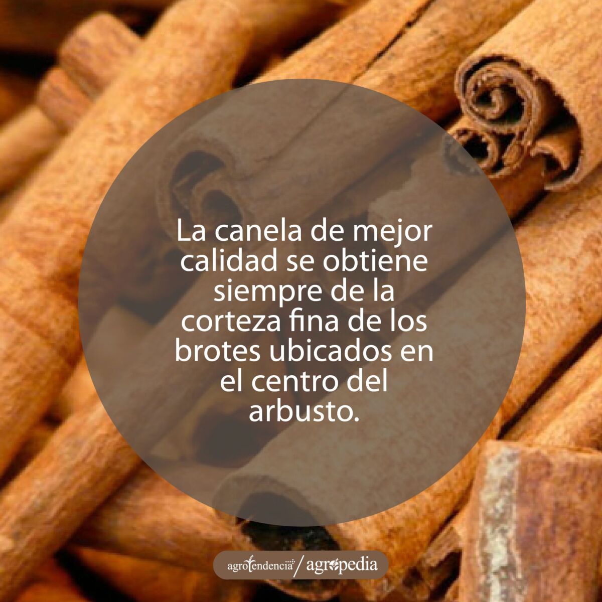 canela en corteza