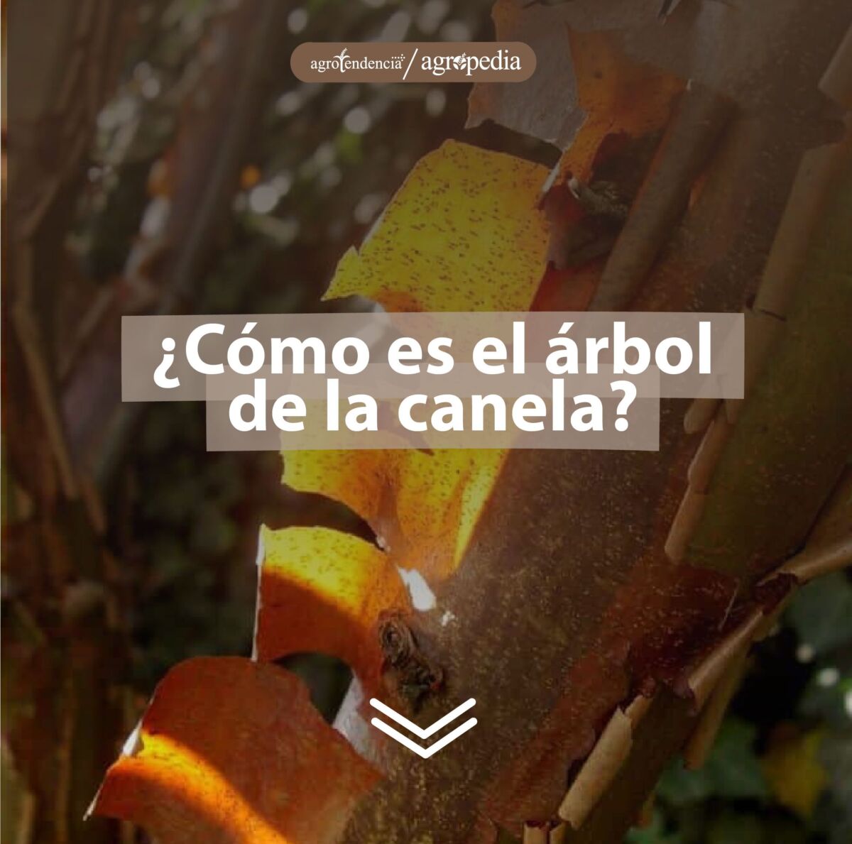 corteza